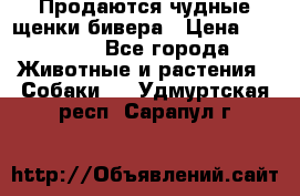 Продаются чудные щенки бивера › Цена ­ 25 000 - Все города Животные и растения » Собаки   . Удмуртская респ.,Сарапул г.